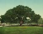 Mississippi - the Mammoth Oak Pass Christian Ca 1901