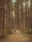 New Hampshire - Cathedral Woods Intervale White Mountains Ca 1900