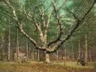 New Hampshire - the Wizard Tree Cathedral Woods Intervale Ca 1900