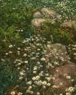 New York - Adirondack Mountain Wild Flowers Ca 1902 Art Print