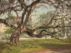 South Carolina - a Live Oak in Magnolia Cemetery Charleston Ca 1900