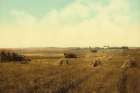 South Dakota Harvest Field Ca 1898 Art Print