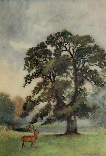 Woburn, the Abbots Oak, Greater Abbeys of England 1908