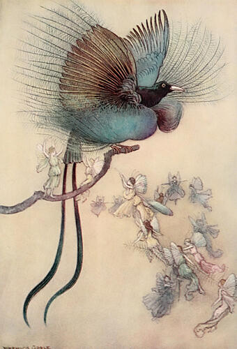The Most Beautiful Bird of Paradise, the Water-Babies 1909 Art Print