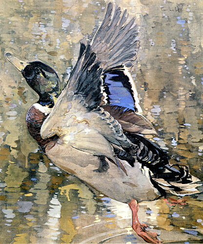A Mallard Rising Ca 1908