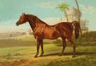 Goldie Arab, 1900 Art Print