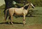 General Grants Charger, 1900 Art Print