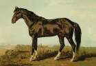 Dongola Horse, 1900 Art Print