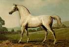 Mambrino, 1900 Art Print