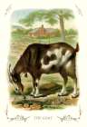The Goat, 1900 Art Print by Unknown