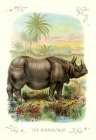The Rhinoceros, 1900 Art Print by Unknown