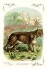 The Leopard, 1900 Art Print by Unknown