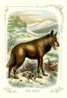 The Wolf, 1900 Art Print by Unknown