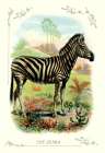 The Zebra, 1900 Art Print by Unknown