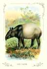 The Tapir, 1900 Art Print by Unknown