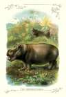 The Hippopotamus, 1900 Art Print by Unknown