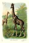 The Giraffe, 1900 Art Print by Unknown