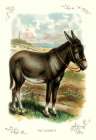 The Donkey, 1900 Art Print by Unknown