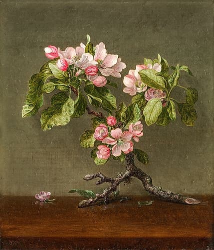 Apple Blossoms Art Print