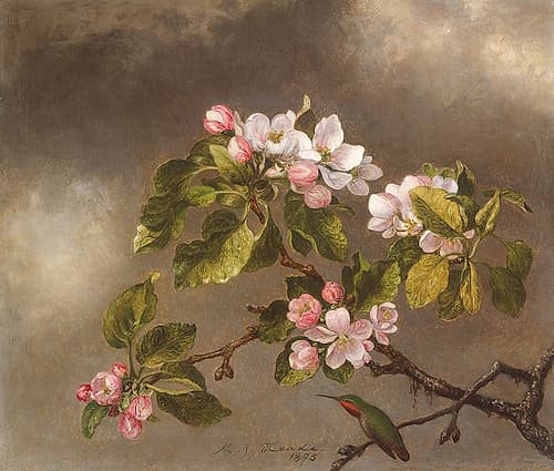 Hummingbird and Apple Blossoms Art Print by Martin Johnson Heade