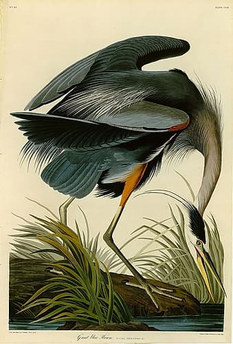 The Great Blue Heron Art Print