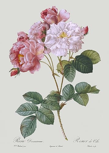 Damask Rose Art Print