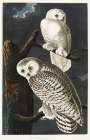 Snowy Owl Art Print