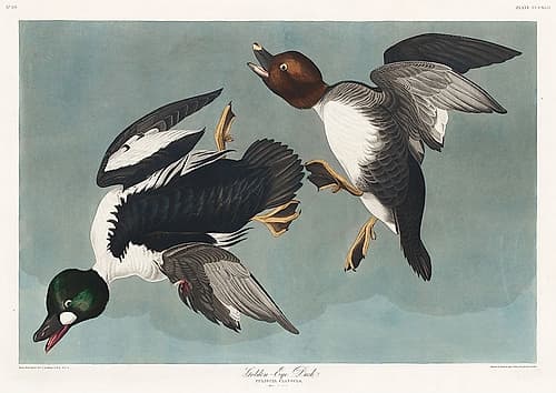 Golden-eye Duck Art Print