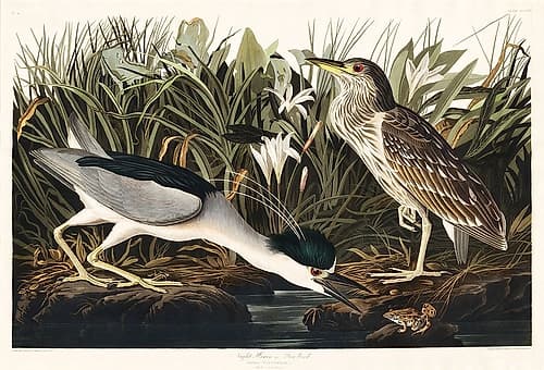 Night Heron, or Qua bird Art Print