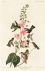 Columbian Humming Bird Art Print