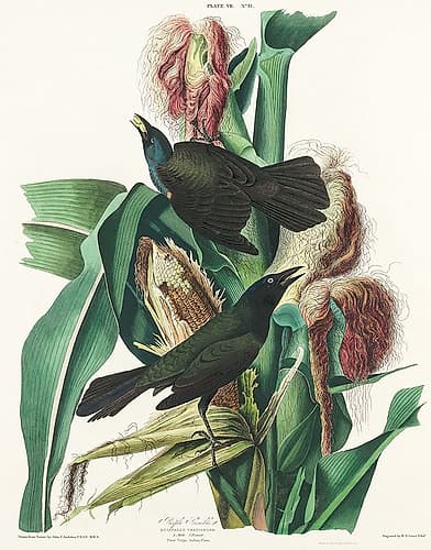 Purple Grakle or Common Crow Blackbird Art Print