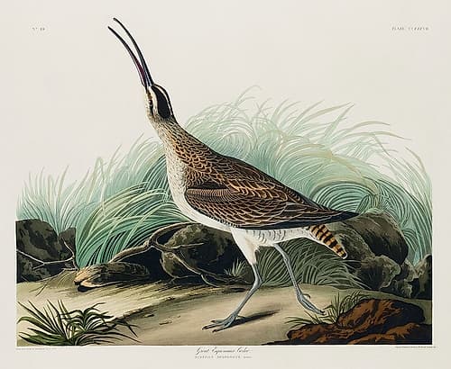 Hudsonian Curlew Art Print
