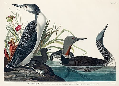 Red-Throated Diver Nature Print