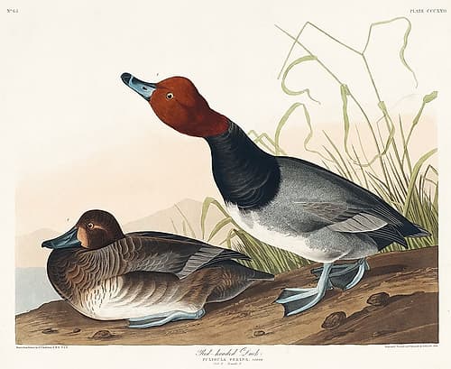Red-headed Duck Art Print