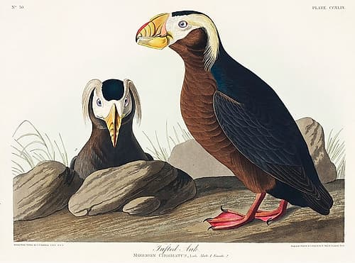 Tufted Auk Art Print