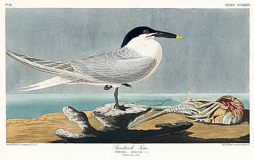 Sandwich Tern Art Print