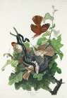 Ferruginous Thrush Art Print