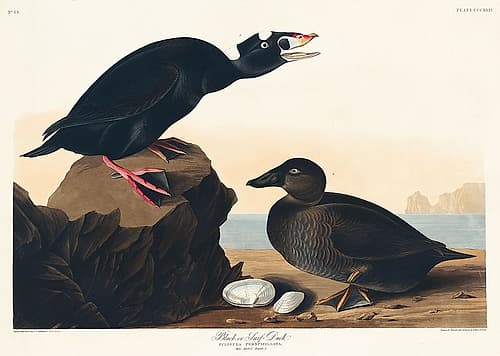Black or Surf Duck Art Print