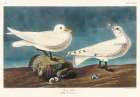 Ivory Gull Art Print