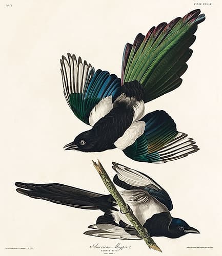 American Magpie Art Print by John James Audubon