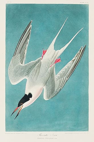 Roseate Tern Art Print
