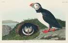 Puffin Art Print