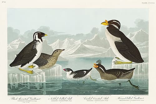 Black-throated Guillemot, Nobbed-billed Auk, Curled-crested Auk and Horned-billed Guillemot Art Print