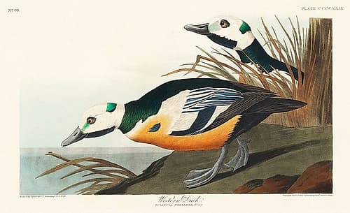 Western Duck Nature Print