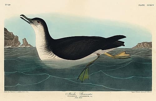 Manks Shearwater Art Print