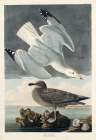 Herring Gull Art Print