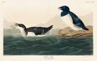 Little Auk Art Print