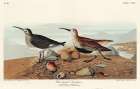 Red backed Sandpiper Art Print
