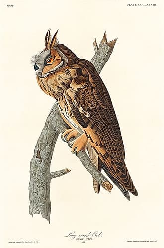 Long-eared Owl Art Print