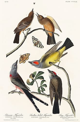 Arkansaw Flycatcher, Swallow-Tailed Flycatcher and Says Flycatcher Art Print